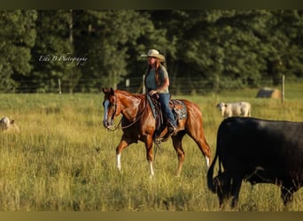 American Quarter Horse, Gelding, 8 years, 15,1 hh, Sorrel