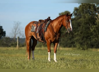 American Quarter Horse, Gelding, 8 years, 15,1 hh, Sorrel