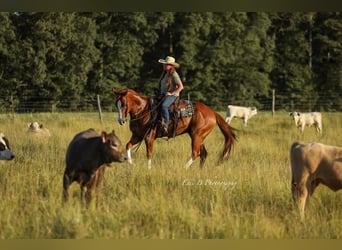 American Quarter Horse, Gelding, 8 years, 15,1 hh, Sorrel