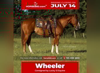 American Quarter Horse, Gelding, 8 years, 15,1 hh, Sorrel