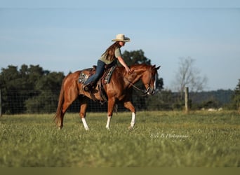 American Quarter Horse, Gelding, 8 years, 15,1 hh, Sorrel