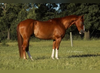 American Quarter Horse, Gelding, 8 years, 15,1 hh, Sorrel