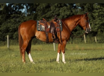 American Quarter Horse, Gelding, 8 years, 15,1 hh, Sorrel