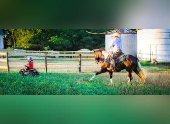 American Quarter Horse, Gelding, 8 years, 15,1 hh, Tobiano-all-colors