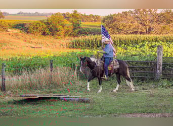 American Quarter Horse, Gelding, 8 years, 15,1 hh, Tobiano-all-colors