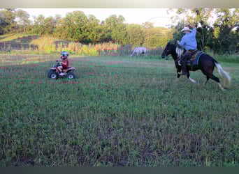 American Quarter Horse, Gelding, 8 years, 15,1 hh, Tobiano-all-colors