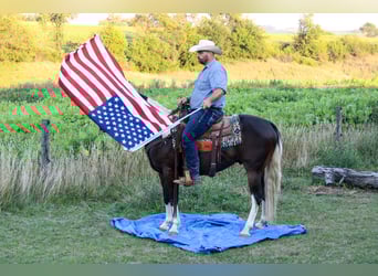 American Quarter Horse, Gelding, 8 years, 15,1 hh, Tobiano-all-colors