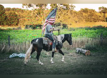American Quarter Horse, Gelding, 8 years, 15,1 hh, Tobiano-all-colors