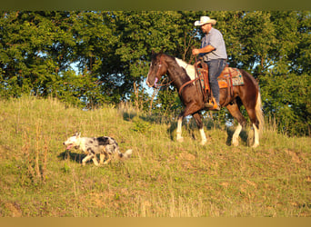 American Quarter Horse, Gelding, 8 years, 15,1 hh, Tobiano-all-colors