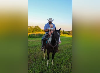 American Quarter Horse, Gelding, 8 years, 15,1 hh, Tobiano-all-colors