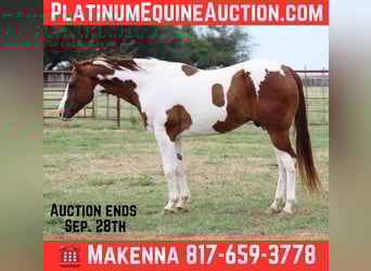 American Quarter Horse, Gelding, 8 years, 15,1 hh, Tobiano-all-colors