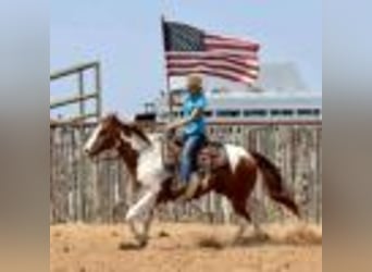 American Quarter Horse, Gelding, 8 years, 15,1 hh, Tobiano-all-colors