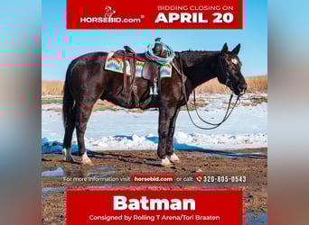 American Quarter Horse, Gelding, 8 years, 15,2 hh, Black