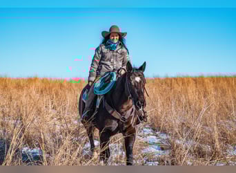 American Quarter Horse, Gelding, 8 years, 15,2 hh, Black