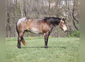 American Quarter Horse, Gelding, 8 years, 15,2 hh, Buckskin