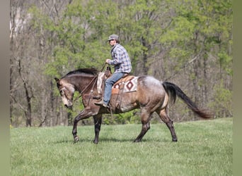 American Quarter Horse, Gelding, 8 years, 15,2 hh, Buckskin