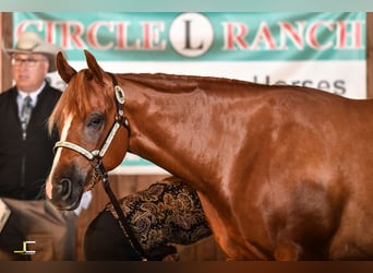 American Quarter Horse, Gelding, 8 years, 15,2 hh, Chestnut-Red