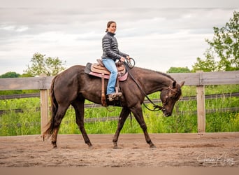American Quarter Horse, Gelding, 8 years, 15,2 hh, Chestnut