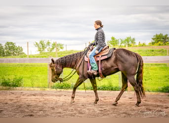 American Quarter Horse, Gelding, 8 years, 15,2 hh, Chestnut