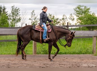 American Quarter Horse, Gelding, 8 years, 15,2 hh, Chestnut