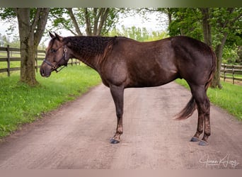 American Quarter Horse, Gelding, 8 years, 15,2 hh, Chestnut