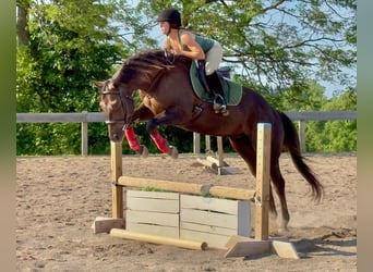 American Quarter Horse, Gelding, 8 years, 15,2 hh, Chestnut