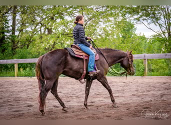 American Quarter Horse, Gelding, 8 years, 15,2 hh, Chestnut