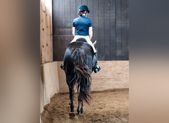 American Quarter Horse, Gelding, 8 years, 15,2 hh, Chestnut