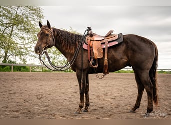 American Quarter Horse, Gelding, 8 years, 15,2 hh, Chestnut