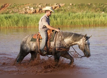 American Quarter Horse, Gelding, 8 years, 15,2 hh, Gray