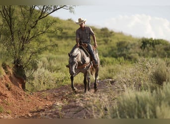 American Quarter Horse, Gelding, 8 years, 15,2 hh, Gray