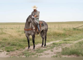 American Quarter Horse, Gelding, 8 years, 15,2 hh, Gray