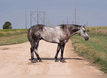American Quarter Horse, Gelding, 8 years, 15,2 hh, Gray