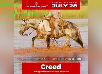 American Quarter Horse, Gelding, 8 years, 15,2 hh, Gray