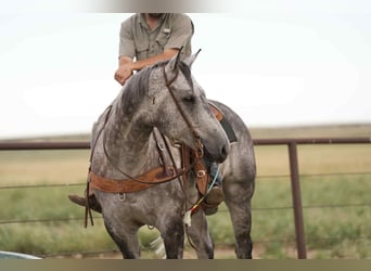 American Quarter Horse, Gelding, 8 years, 15,2 hh, Gray
