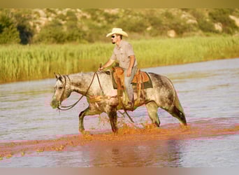 American Quarter Horse, Gelding, 8 years, 15,2 hh, Gray