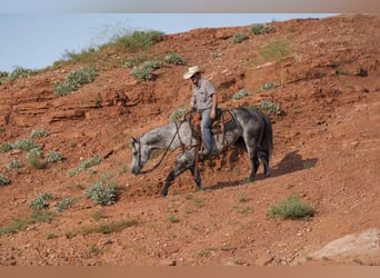 American Quarter Horse, Gelding, 8 years, 15,2 hh, Gray