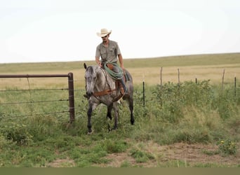 American Quarter Horse, Gelding, 8 years, 15,2 hh, Gray