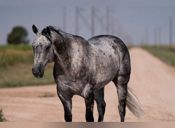 American Quarter Horse, Gelding, 8 years, 15,2 hh, Gray