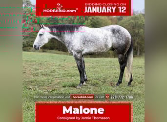 American Quarter Horse, Gelding, 8 years, 15,2 hh, Grey