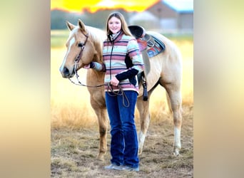 American Quarter Horse, Gelding, 8 years, 15,2 hh, Palomino