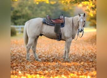 American Quarter Horse, Gelding, 8 years, 15,2 hh, Palomino
