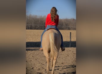 American Quarter Horse, Gelding, 8 years, 15,2 hh, Palomino