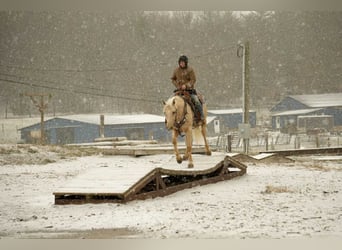 American Quarter Horse, Gelding, 8 years, 15,2 hh, Palomino