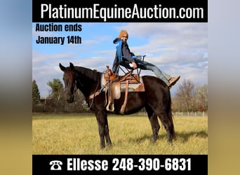 American Quarter Horse, Gelding, 8 years, 15,3 hh, Black