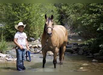 American Quarter Horse, Gelding, 8 years, 15,3 hh, Buckskin