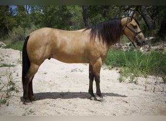 American Quarter Horse, Gelding, 8 years, 15,3 hh, Buckskin