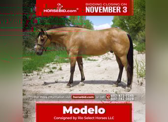 American Quarter Horse, Gelding, 8 years, 15,3 hh, Buckskin