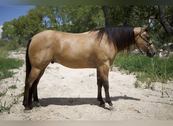 American Quarter Horse, Gelding, 8 years, 15,3 hh, Buckskin