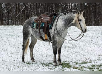 American Quarter Horse, Gelding, 8 years, 15,3 hh, Grey